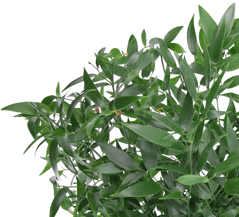 Ruscus