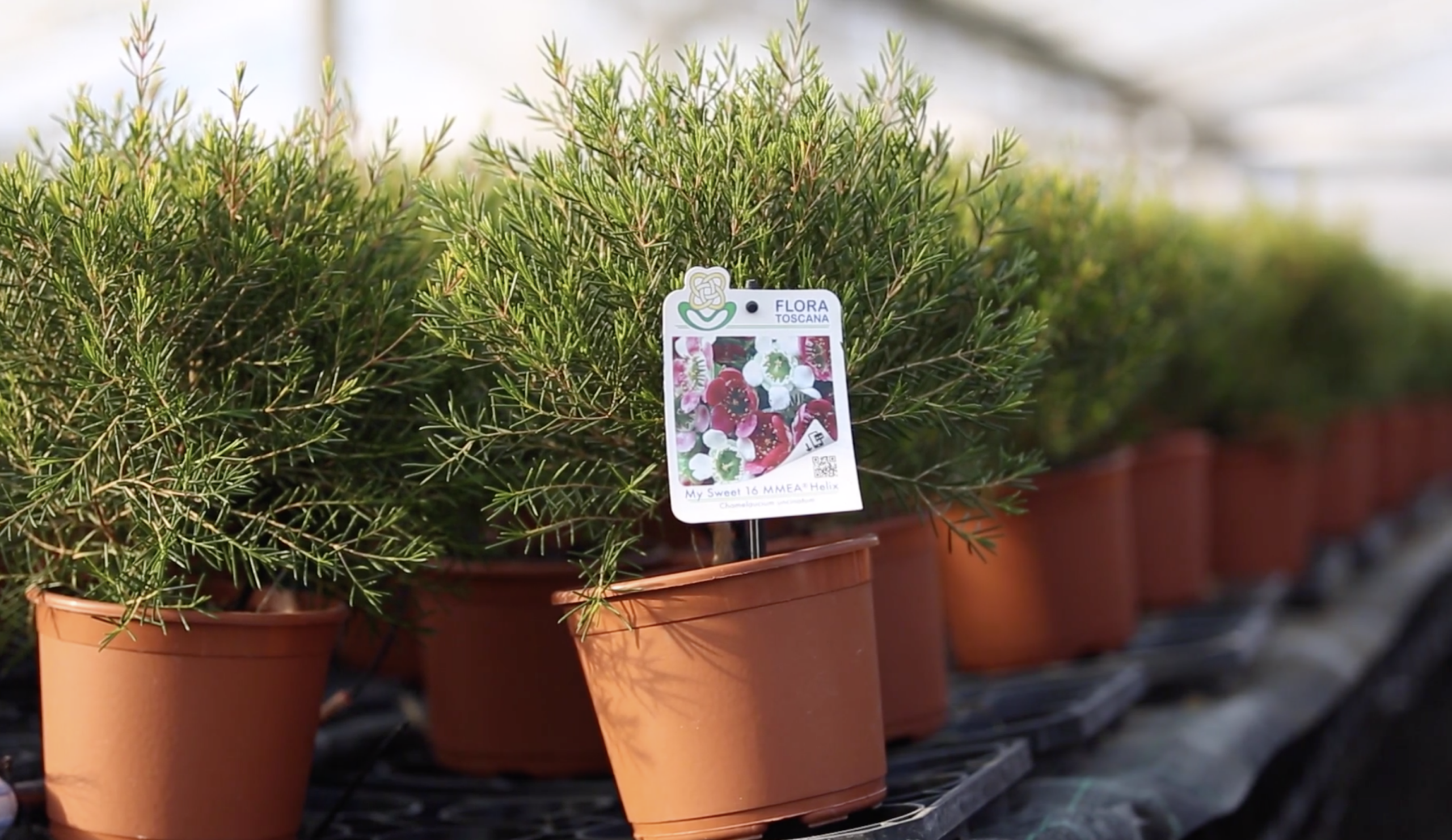 foto-conforti-chamelaucium