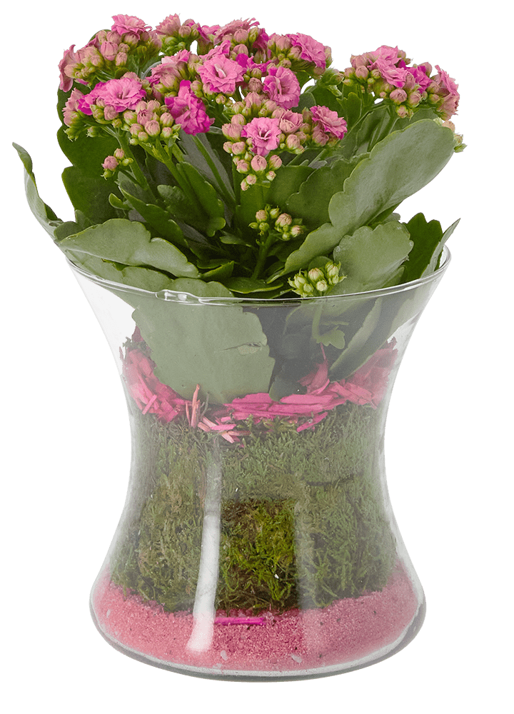 Suppliers of flowers and plants for florists and shops