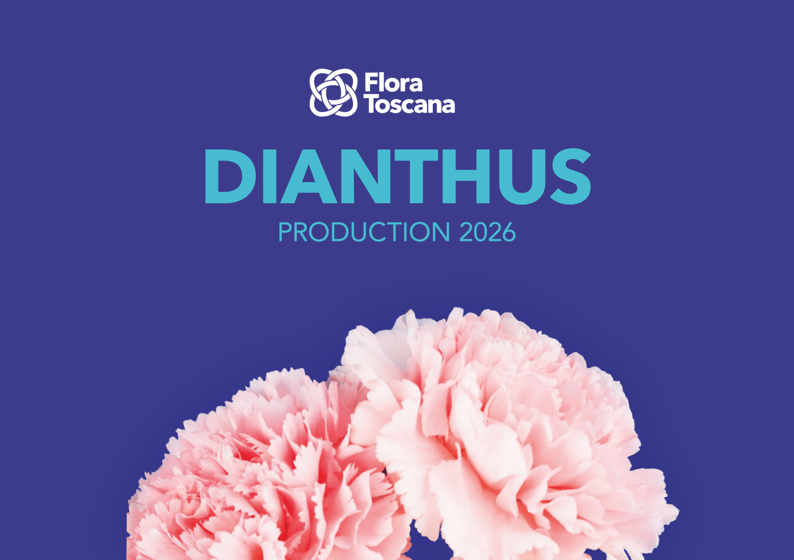 dianthus catalog