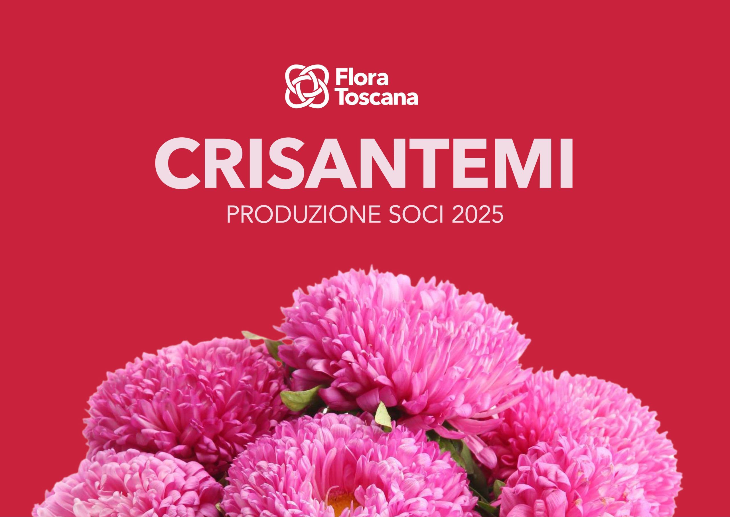 catalogo crisantemi