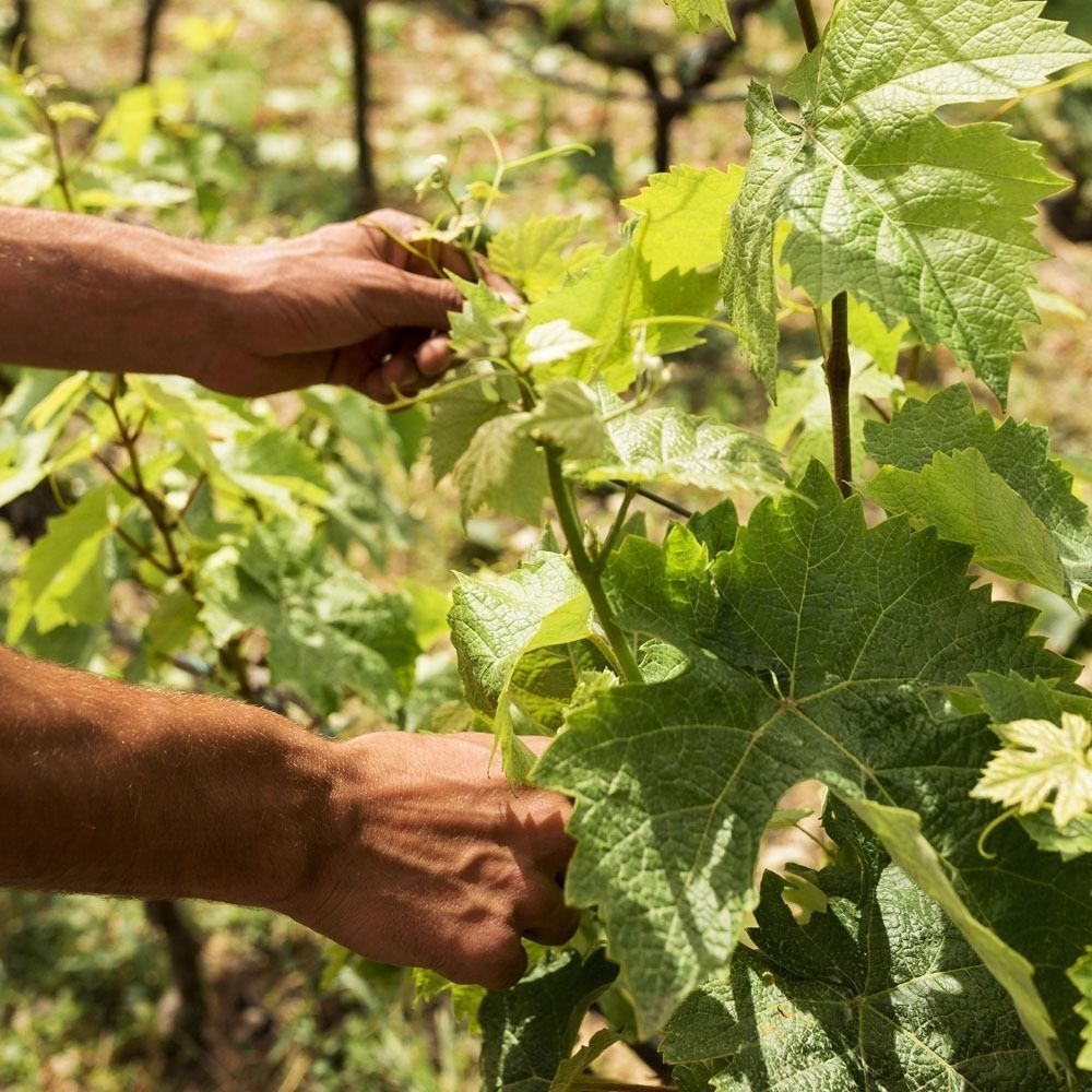 Prodotti e servizi per aziende vitivinicole