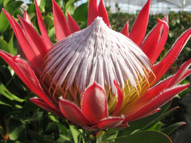 protea-piante dall'altro mondo