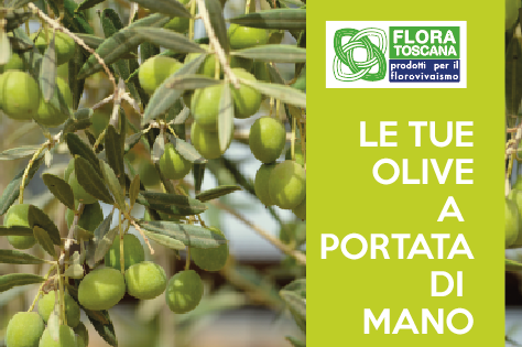 campagna-raccolta-olive