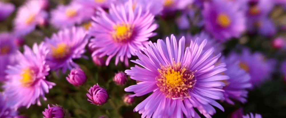 fiore-di-aster
