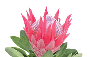 Protea