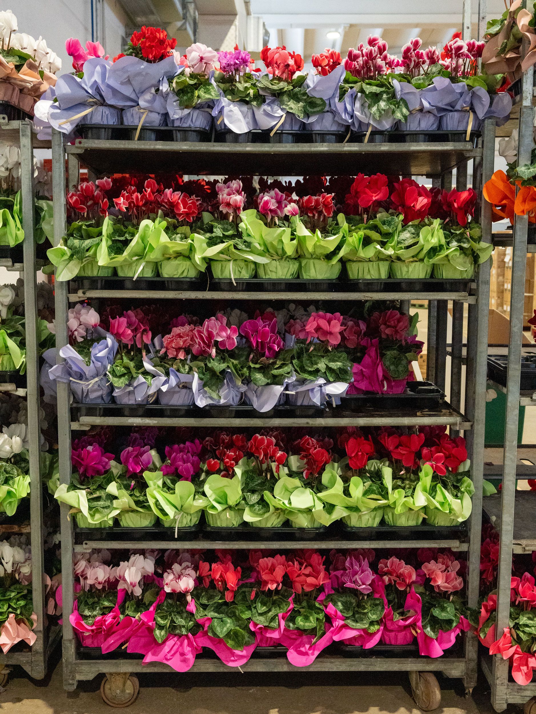 Suppliers of flowers and plants for florists and shops