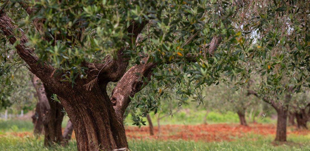 foto-olivo