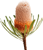 Banksia