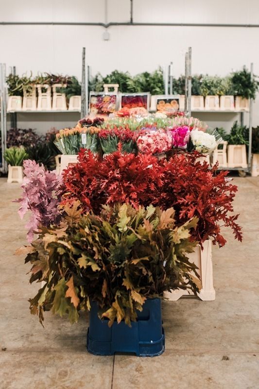 Cash & Carry Viareggio