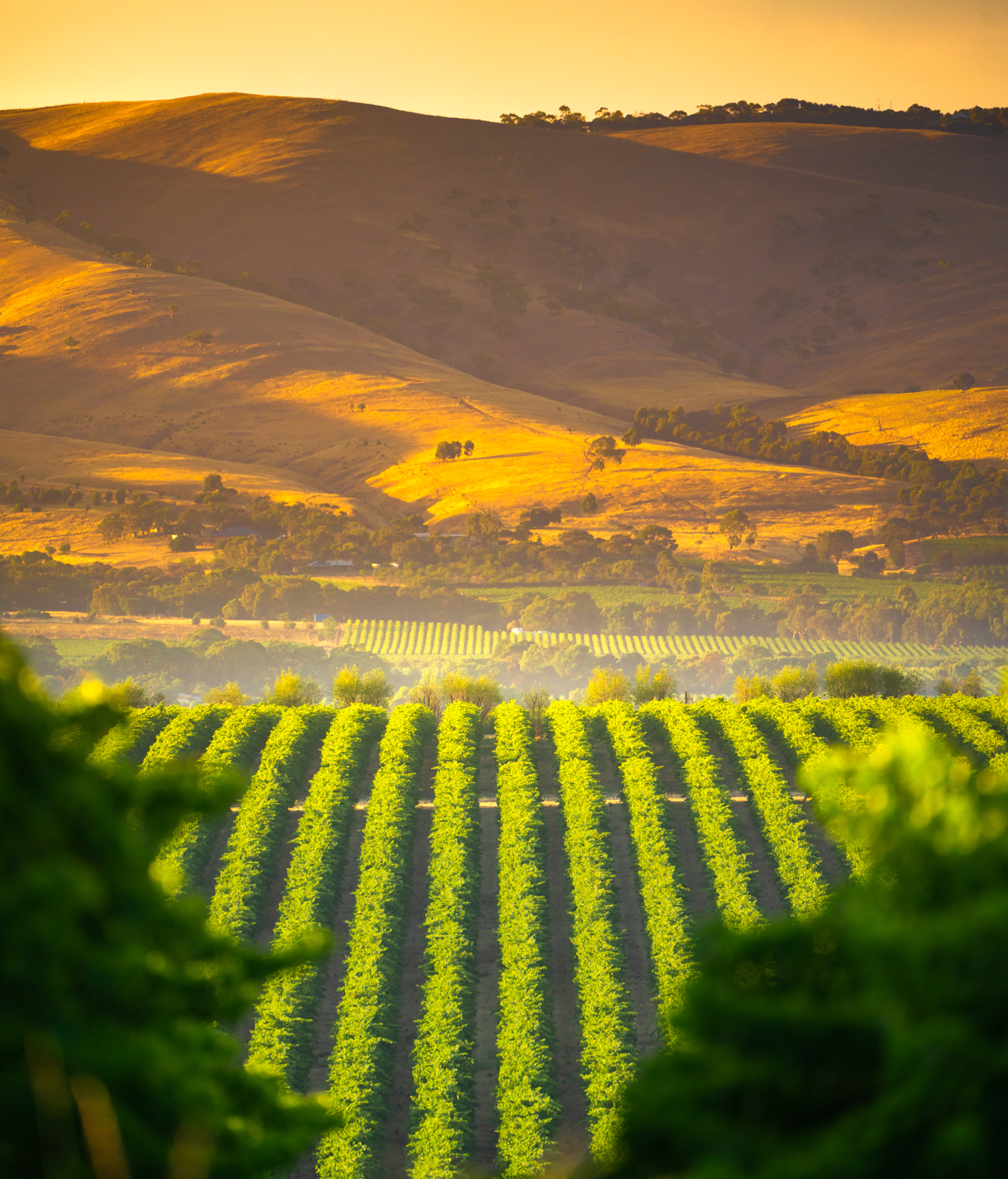 Products and services for wine-growing businesses