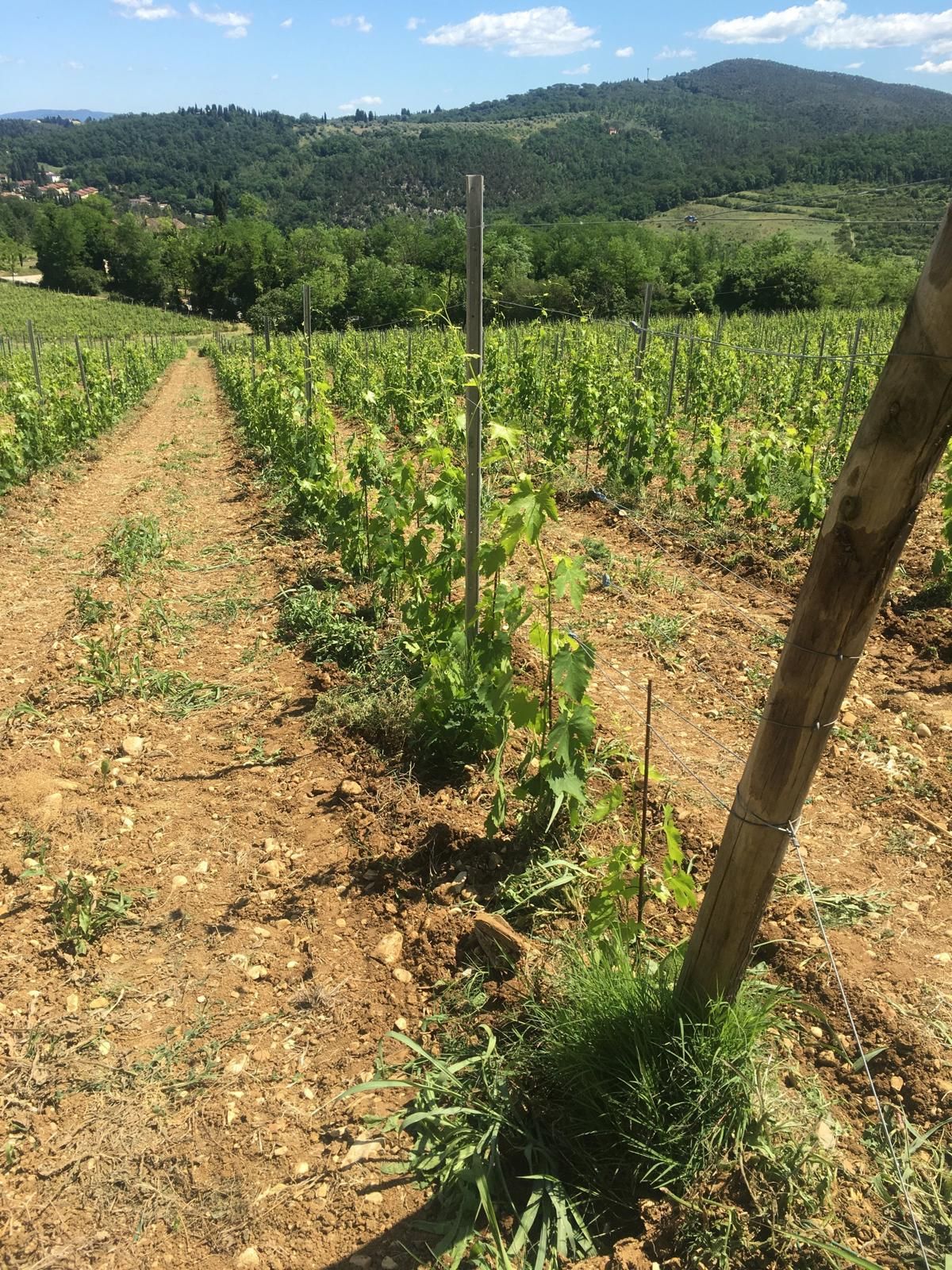 impianti agricoli per vigneti, oliveti e noccioleti