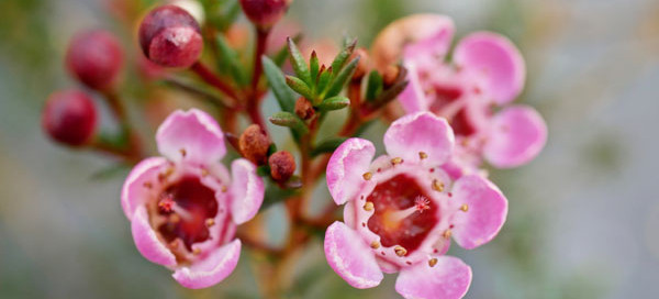 Chamelacium Ruby's Delight-Flora Toscana