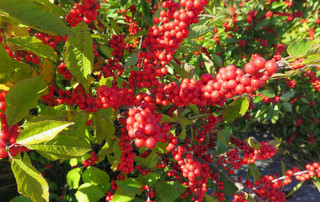 lecosflo-Ilex-flora-toscana