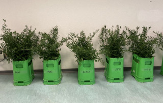 lecosflo-ruscus-flora-toscana