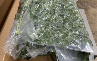 lecosflo-sottovuoto-cartone-flora-toscana