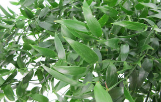 ruscus-web-floratoscana