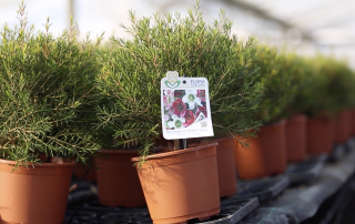 foto-conforti-chamelaucium