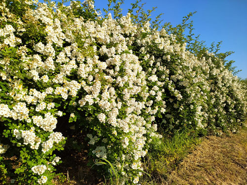 foto-marsalli (13) foto-marsalli