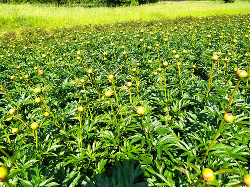 foto-marsalli (16) foto-marsalli