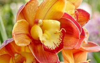 foto-cymbidium-Flora-Toscana