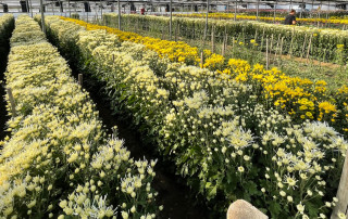 crisantemi-copertina