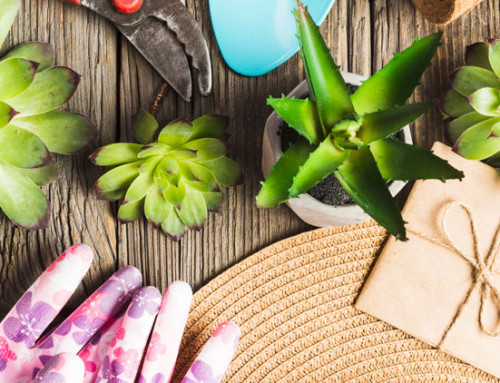 Consigli per il giardinaggio estivo