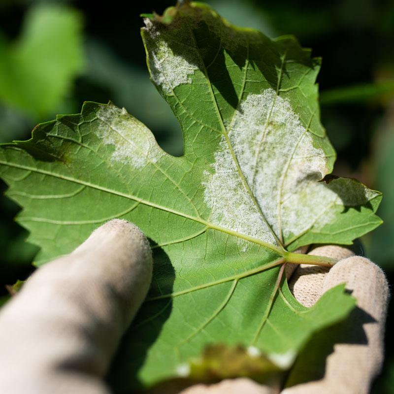 foglia-vite-Peronospora-su-vite