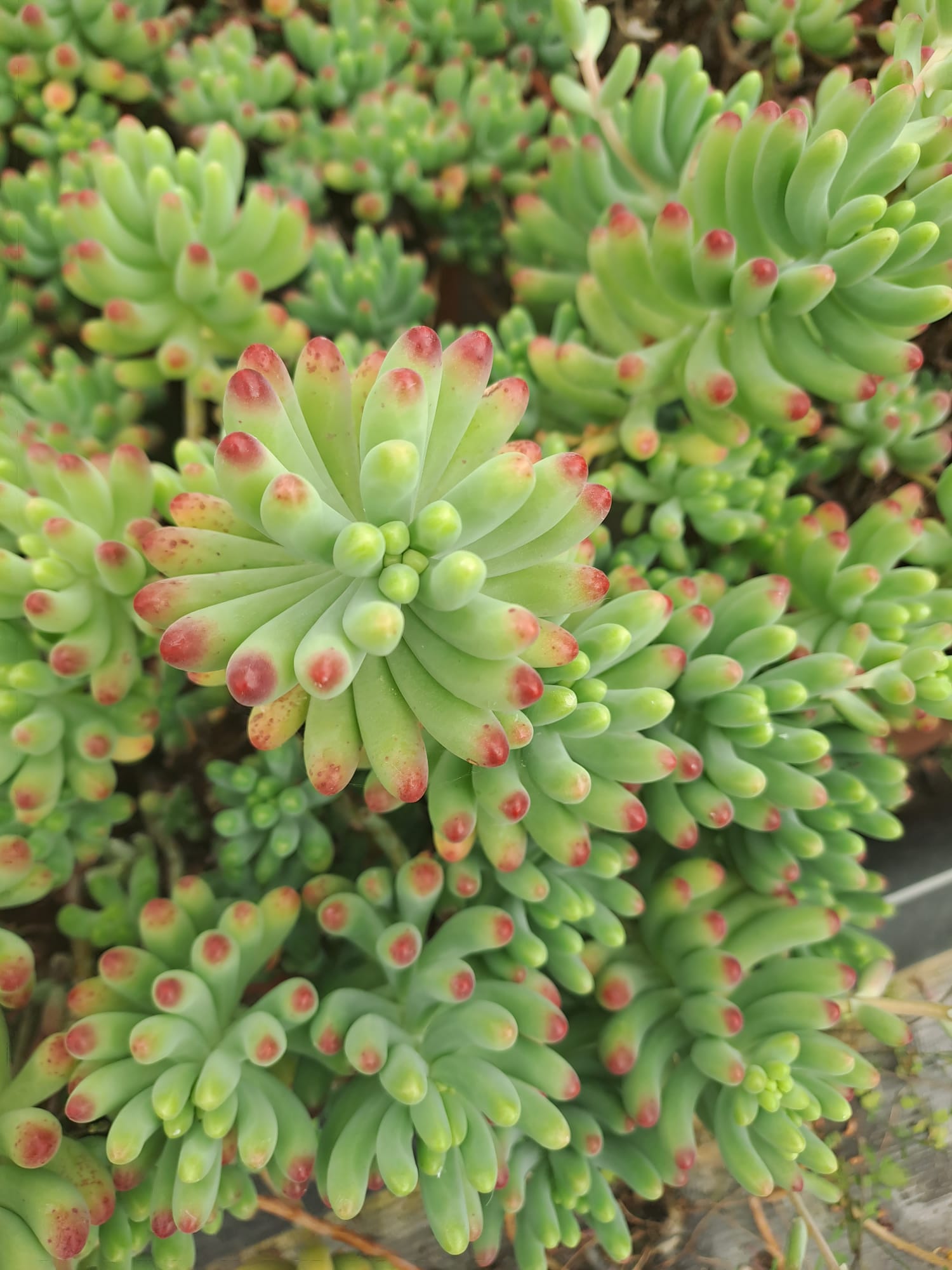 Piante-grasse-Flora-Toscana (10)