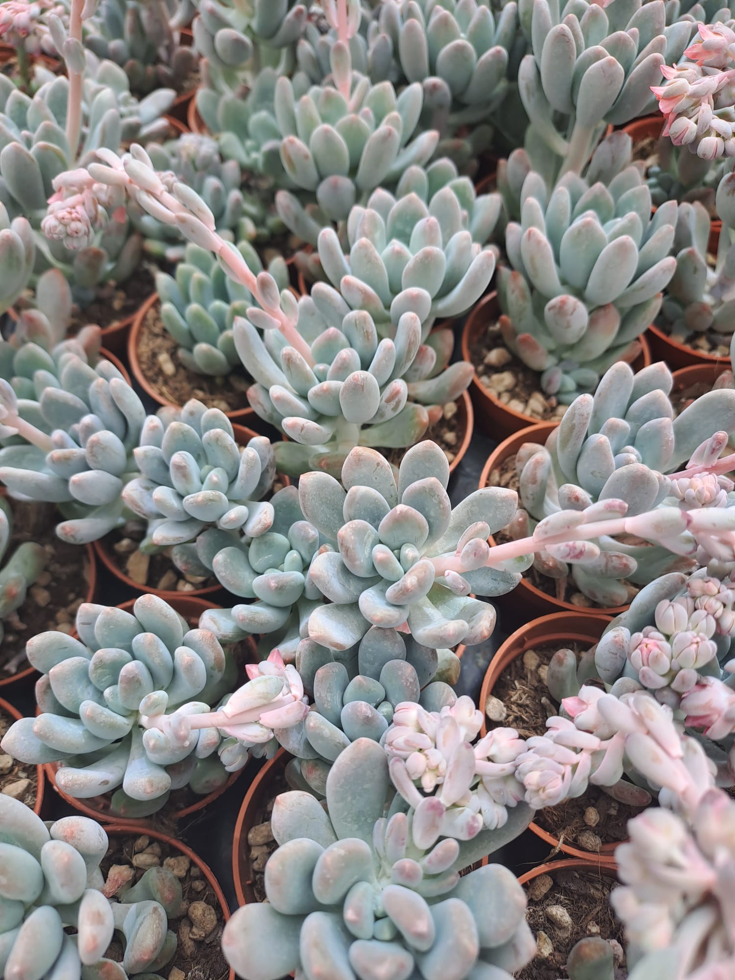 Piante-grasse-Flora-Toscana (6)