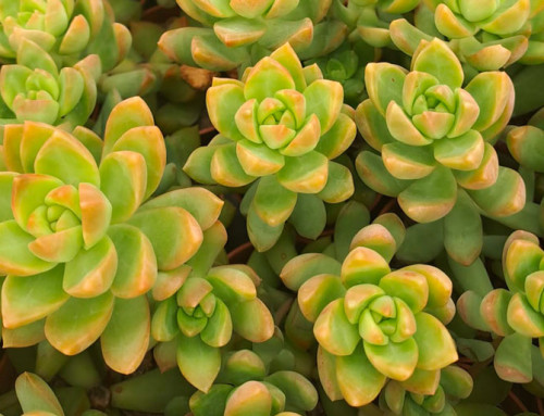 Piante grasse: cosa si intende per piante grasse?