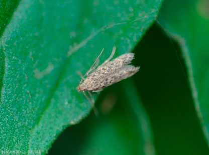 foto-cura-pomodoro-Tuta absoluta