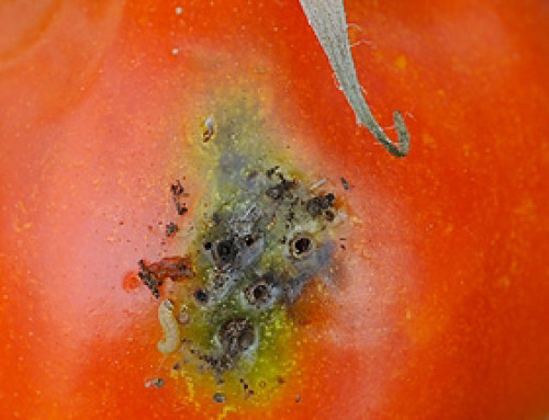 Proteggere le Colture di Pomodoro: Strategie per Combattere la Tuta Absoluta