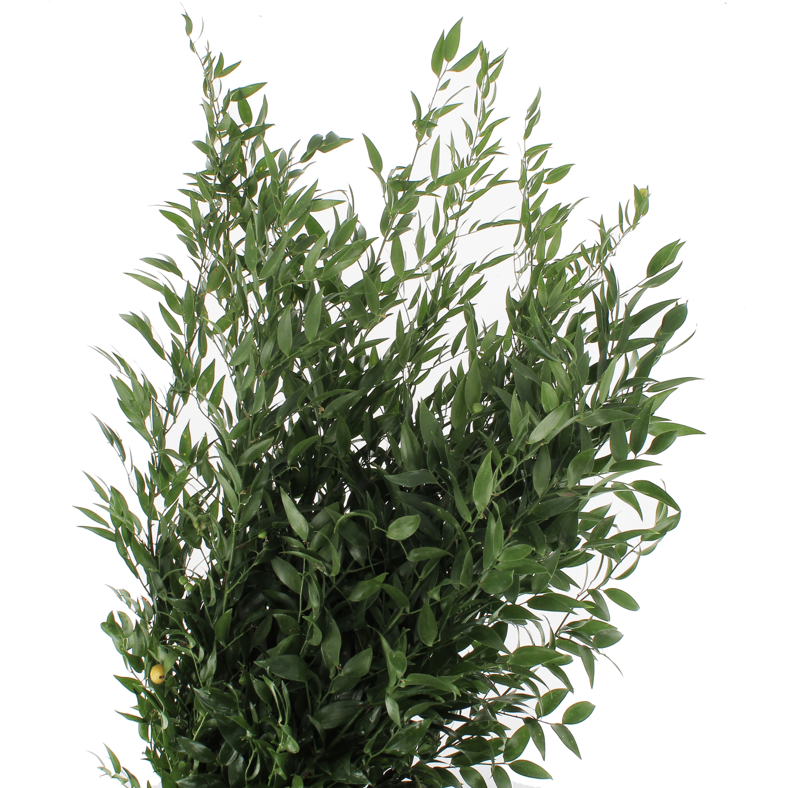 Foliage-Flora-Toscana1