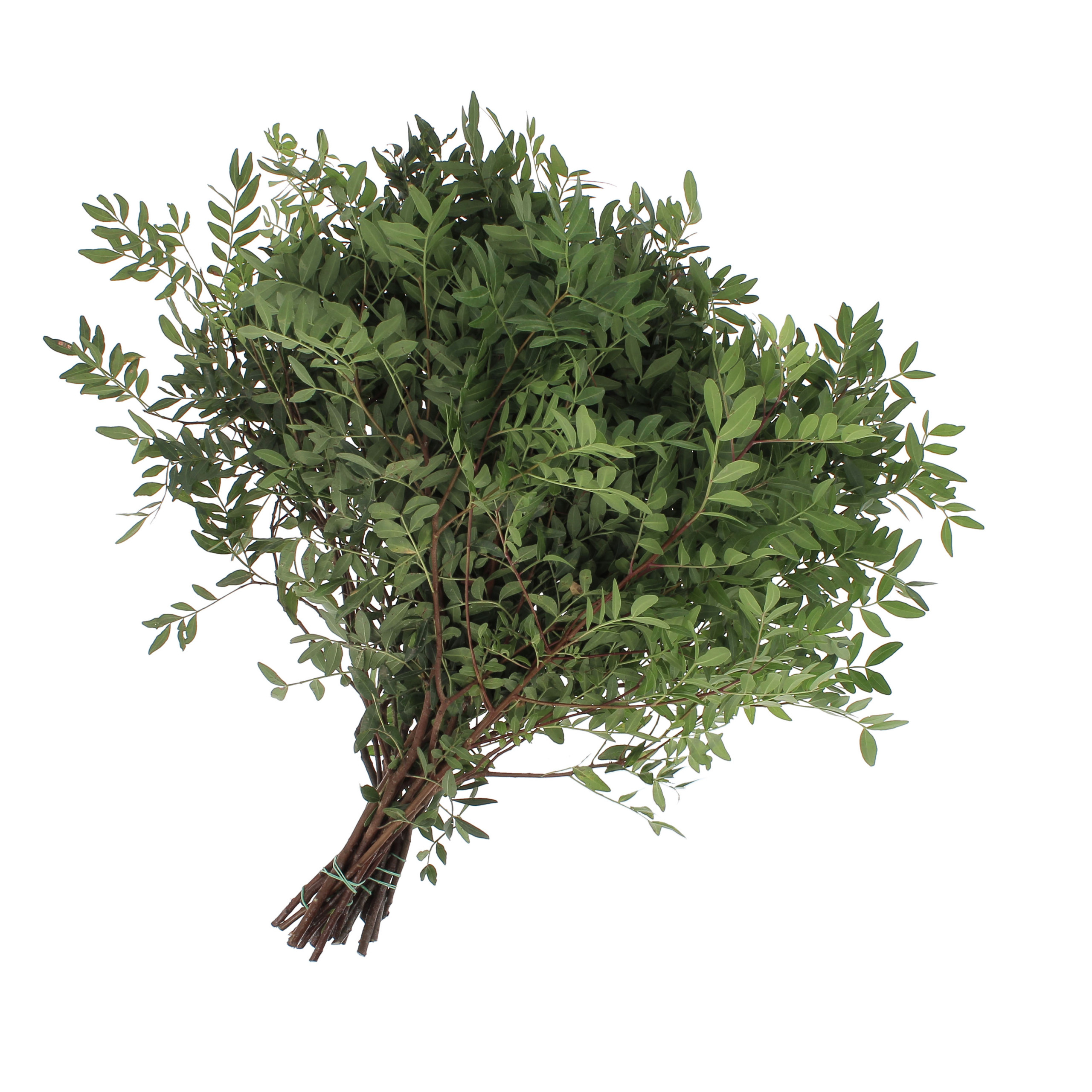 Foliage-Flora-Toscana4