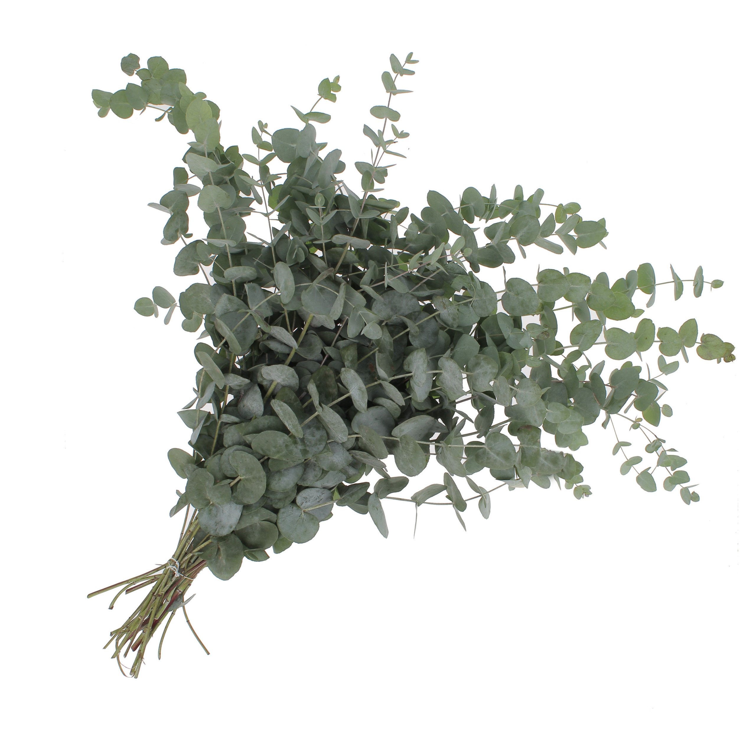 Foliage-Flora-Toscana5