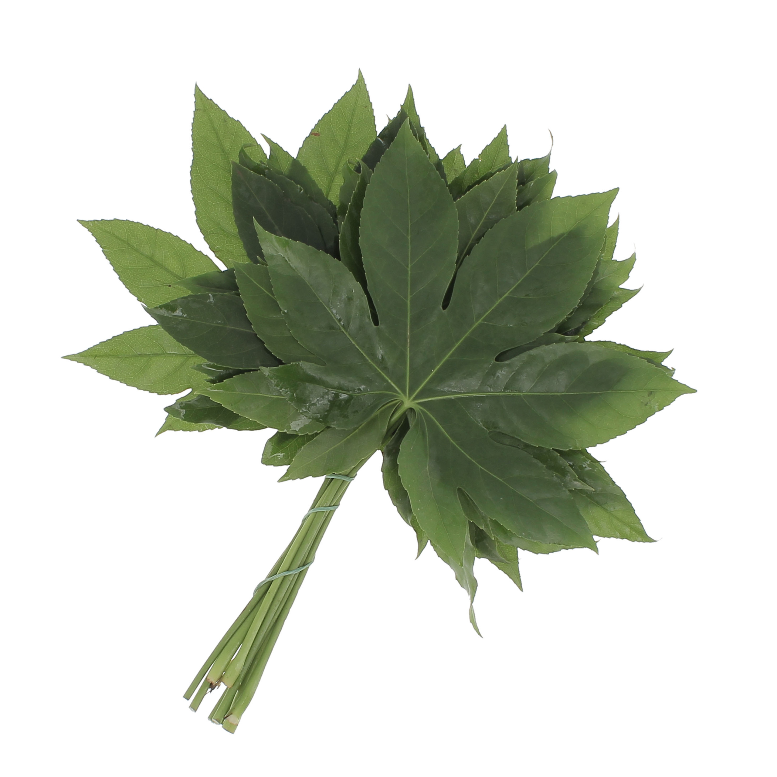 Foliage-Flora-Toscana6