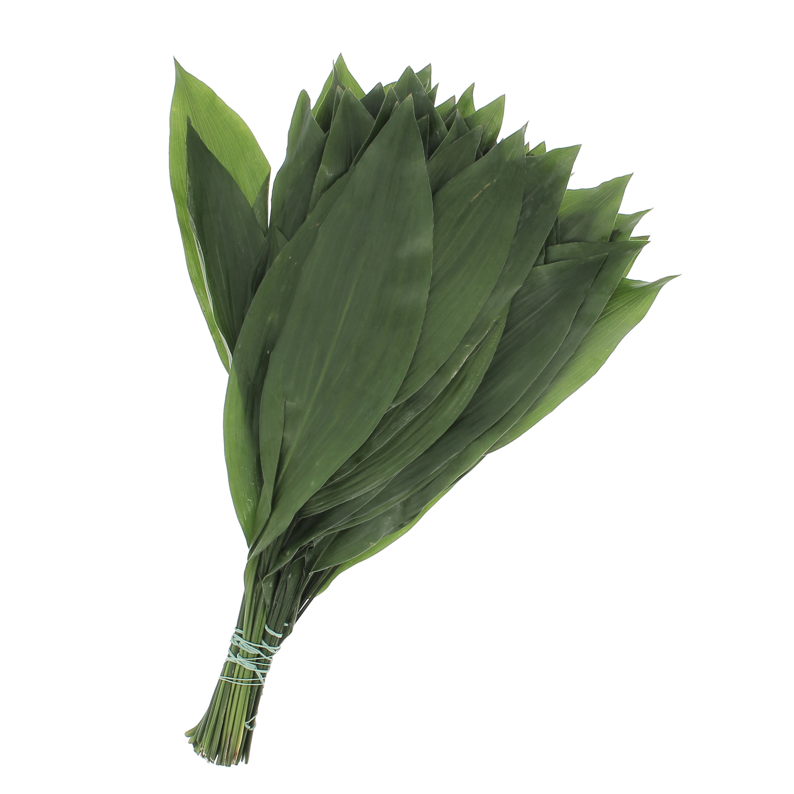 Foliage-Flora-Toscana7