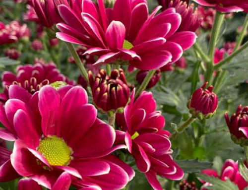 Crisantemo Reciso: Un Capolavoro di Natura e Coltivazione