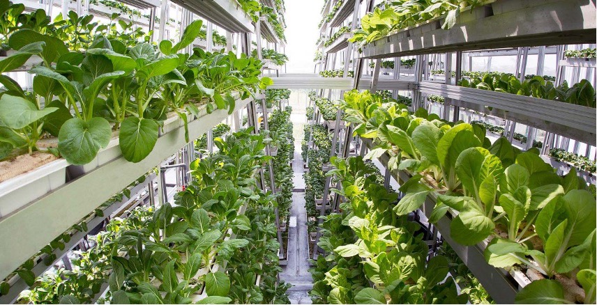 foto-agricoltura-verticale6