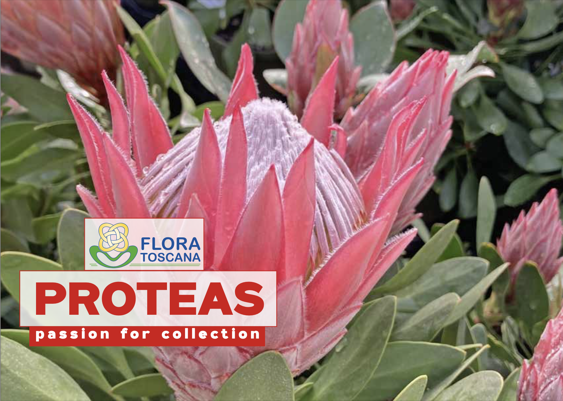 Copertina Catalogo Proteaceae 2025
