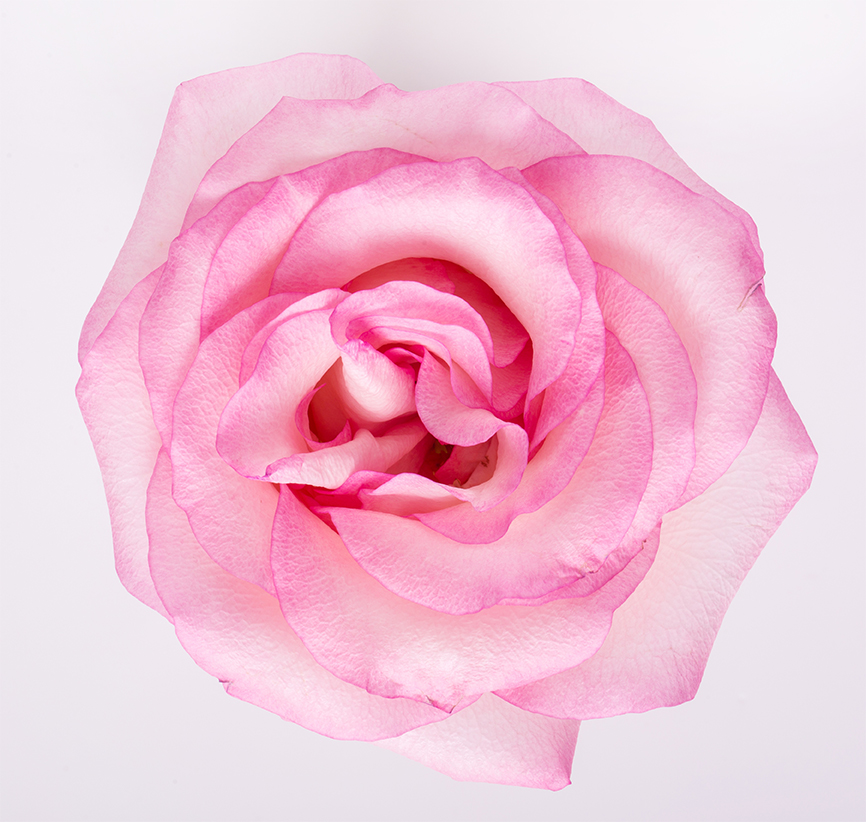 La Rosa Eterna - Flora Toscana