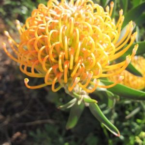 Ayoba® Peach