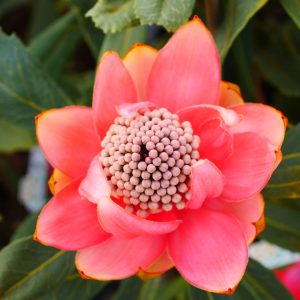 Red Embers MMEA® HORO