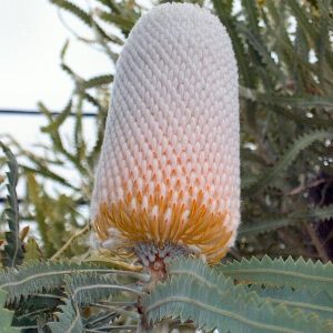 Burdettii