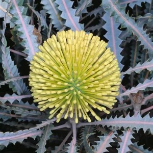 Candolleana