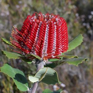 Scarlet Honey Possum MMEA®