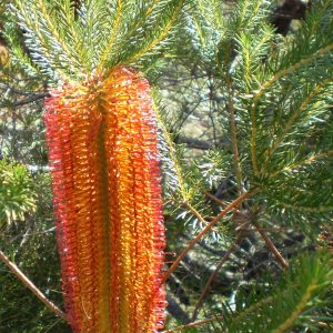 Ericifolia