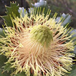 Heliantha
