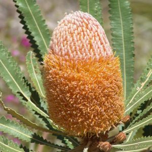 Hookeriana